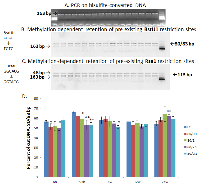 Figure 2:  CpG methylation of LINE-1 promoter in the mammary gland of irradiated rats determined by the COBRA  assay. 
