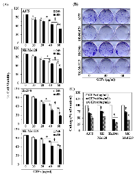 Figure 1: Cytotoxic effect of GTPs on melanoma cells. 