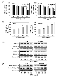 Figure 3:  Effect of GTPs on HDAC and HAT activity and the expression levels of class I HDACs proteins in melanoma  cell lines. 