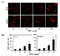 Figure 4:  Treatment of melanoma cells with GTPs resulted in DNA damage which was identified by Comet assay. 