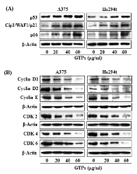 Figure 5:  Treatment of A375 and Hs294t melanoma cell lines with GTPs for 48 h resulted in reactivation of tumor  suppressor proteins and affects the cell cycle regulatory proteins of G1 phase. 