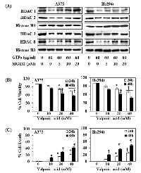 Figure 6:  Effect of MG132 (a proteasome inhibitor) on GTPs-induced inhibition of class I HDACs expression in A375  and Hs294t cells. 