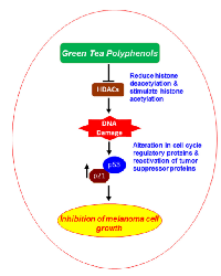 Figure 7:  Schematic diagram showing the possible  mechanism through which GTPs inhibit melanoma  cell growth. 