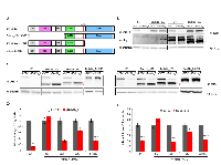 Figure 2:  Rescue of anchorage-independent growth in LKPH2 cells with ectopic expression of RNAi-resistant mouse 
