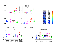 Figure 3:  BUB1B knockdown inhibits tumor growth and metastasis in LKPH2 allografts. 