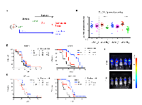 Figure 4:  BUB1B knockdown prolongs survival in LKPH2 tail vein injection mouse model. 