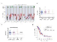 Figure 6:  Overexpression of BUB1B  is associated with poor overall survival in human lung adenocarcinoma patients.  