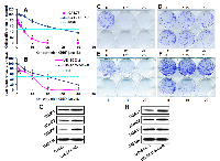 Figure 2:  The expression of HDACs is upregulated in cisplatin-resistant cells. 