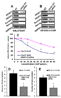 Figure 4:  HDAC1/2 knockdown by siRNA significantly  reverses  cisplatin  resistance  and  tumorsphere  formation. 