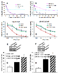 Figure 5:  SAHA significantly reverses cisplatin resistance. 