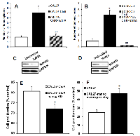 Figure 6:  SAHA significantly reverses cisplatin resistance and reduces tumorsphere formation. 