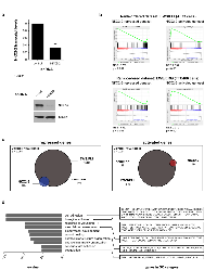 Figure 1: RNA-seq transcriptional profiling of NKX2-2 in the Ewing sarcoma cell line A673. 