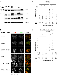 Figure 4:  NKX2-2 is necessary but not sufficient for EWS/FLI-mediated repression of mesenchymal features of Ewing  sarcoma cells. 