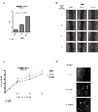 Figure 5:  NKX2-2 inhibits cell adhesion and migration. 