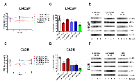 Figure 2:  Mitochondrial dysfunction and ER stress are early events in ring-DIM- and DIM-mediated prostate  cancer cell death. 