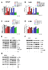 Figure 3:  Ring-DIM mediated cell death is dependent on the mitochondrial permeability transition pore (mPTP). 