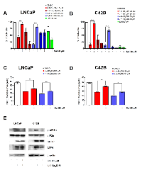 Figure 4:  Salubrinal modulates mitochondrial activity in prostate cancer cells treated with 4,4’-dihaloDIMs. 