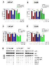 Figure 5:  Cyclosporin A (CsA) abrogates salubrinal-mediated sensitization of prostate cancer cells to mitochondrial  dysfunction using sub-toxic concentrations of 7,7’-dihaloDIMs or DIM. 