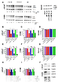 Figure 6:  Ring-DIMs and DIM induce protective autophagy.  (A) 