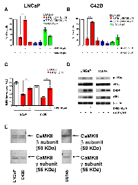 Figure 7:  KN93 abrogates 4,4’-Br2DIM mediated cell death. 