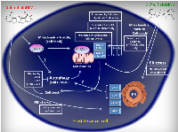 Figure 8:  A schematic representation of the differential pathways activated by the 4,4’- and 7,7’-dihalogenated ring- DIMs and their role in ring-DIM-induced prostate cancer cell death.