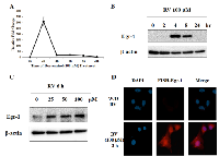 Figure 1: Resveratrol induces Egr-1 expression. 