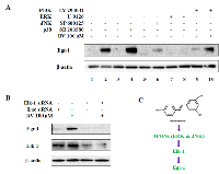 Figure 3:  MAPK pathway is involved in resveratrol-induced Egr-1 expression. 