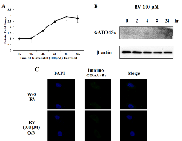 Figure 4:  Resveratrol is not sufficient to activate GADD45α. 