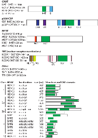 Figure 1: The general structures of human HATs and HDACs. 