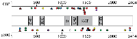 Figure 2: CBP/p300 mutations reported in CCLE in B- and T-cell cancer cell lines. 