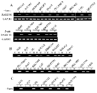 Figure 1: The expression and methylation status of RASSF10 in HCC cells. 