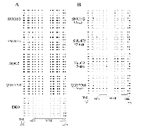 Figure 2:  The bisulfite sequencing results of RASSF10. 