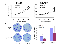 Figure 4:  The effect of RASSF10 on HCC cell proliferation. 