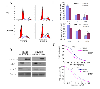 Figure 5: The effect of RASSF10 on cell cycle and the sensitivity of HCC cells to docetaxel. 