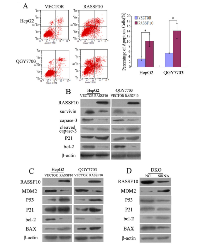 Figure 6:  The role of RASSF10 in apoptosis and P53 signaling in human HCC cells. 