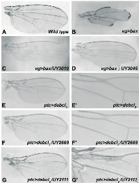 Figure 1: Examples of modified adult wing phenotypes.  (A) 