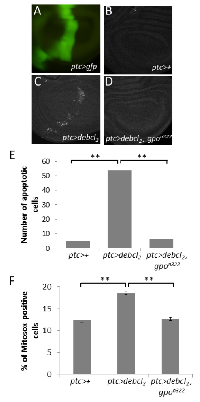 Figure 3:  Gpo-1  loss of function suppresses debcl -induced apoptosis by limiting mitochondrial ROS accumulation.  (A) 