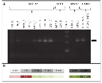 Figure 3:  Promoter methylation study using Q-MSP for the gene WIF1. 