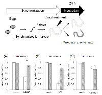 Figure 3:  MMR induced organism death independent of DNA replication. 