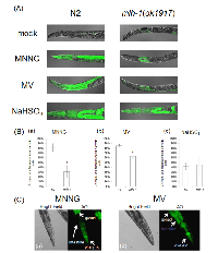 Figure 4:  MMR induced tissue-specific cell death.  (A)  