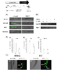 Figure 5:  MMR induced autophagic cell death.  (A) 