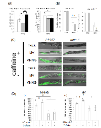 Figure 6:  MMR induces autophagic cell death in an ATR-independent manner.  (A) 