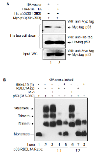 Figure 1: RBEL1A interacts with p53 and blocks p53 (C-terminus) monomer interaction.  (A) 