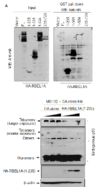 Figure 3:  RBEL1A GTPase domain (residues 1-235) alone is sufficient to block p53 oligomer formation.  (A) 