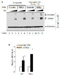 Figure 4:  (A)  