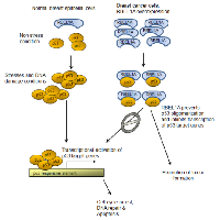 Figure 5:  Schematic illustration of the proposed model by which RBEL1A negatively regulates p53 and promotes  tumor formation. 