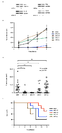 Figure 3:  Effect of silencing Gα-subunits on xenograft  tumor  growth.  (A) 