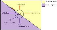 Figure 4:  Role of c-myc-targeting gene mdig/MINA in cell growth and immune system. 