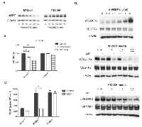 Figure 1: Impact of MET inhibition on VEGF signaling A. 