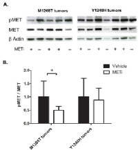 Figure 3:  Effect of METi on the phosphorylation status  of NIH3T3 MET M1268T and Y1248H liver tumors. 